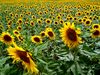 sunflowers edenpicscom